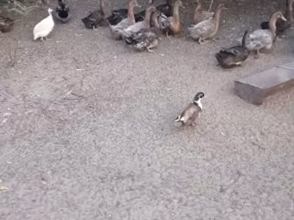 Руан