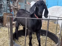 Cabra, Beetal goats — foto 1