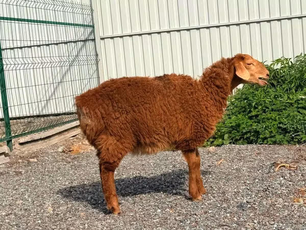 Schaf, Hissar sheep