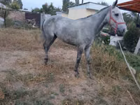 公马, Thoroughbred horse — 照片 5
