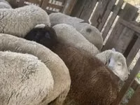 Schaf, Blackheaded Persian sheep — Foto 1