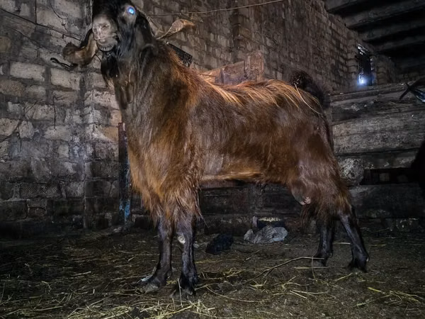 公山羊, Kamori goats