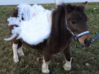 Yegua, Miniature horse — foto 6