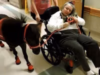 Hengst, Miniature horse — Foto 5