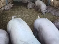 Sow, Pigs — photo 3
