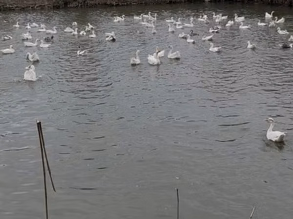 Линдовская