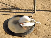 Ducks — फ़ोटो 8