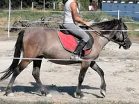 母马, Polish pony — 照片 2