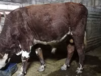 Bull, Brown Mountain — photo 2