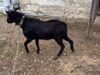 Boucs, Murcia-Granada goats — photo 1