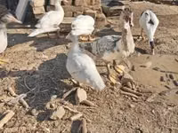 Ducks — photo 1