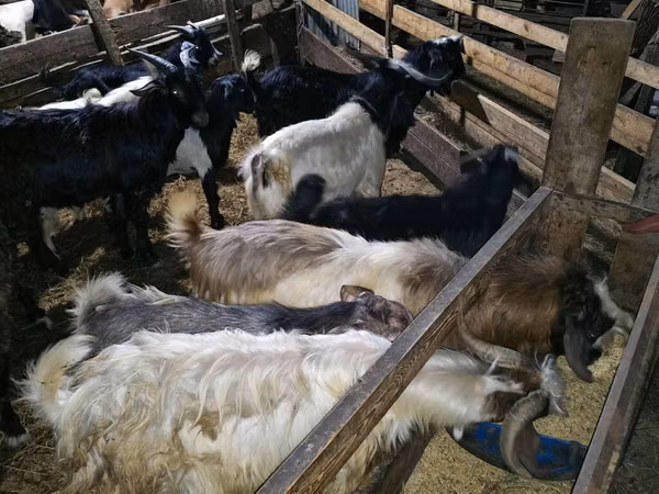 公山羊, Goats