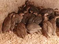 Guinea fowl — photo 5