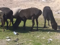 母羊, Tian-Shan semifinewool sheep — 照片 7