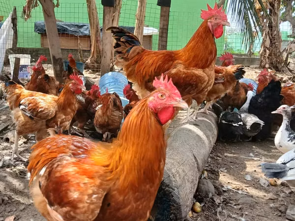 शामो चिकन्स