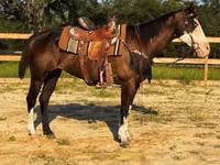 Jument, American paint horse — photo 4