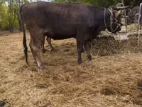 Vache, Race brune des Carpates — photo 1