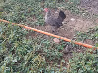 Chickens — photo 7