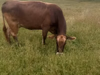 母牛, Alatau breed — 照片 1
