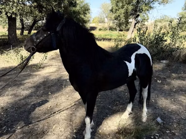 خيول (دفعة، الجنس غير محدد), American shetland pony