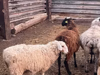 Carnero, Kazakh fat-tailed coarsewool sheep — foto 3