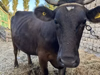 母牛, Swiss cattle — 照片 3