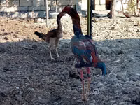 Chickens — الصورة 3