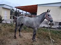 公马, Thoroughbred horse — 照片 5