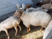 كبش, الأغنام — الصورة 2
