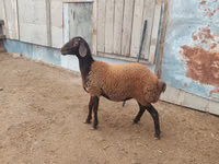 公羊, Suffolk sheep — 照片 2