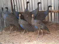 Guinea fowl — photo 3