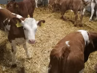 Bovins (lot, sexe non indiqué), Simmental cattle — photo 3