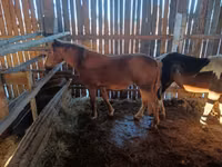 母马, Yakutian horse — 照片 2