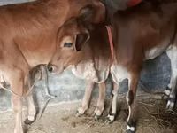 Vaca, Brahman — foto 2