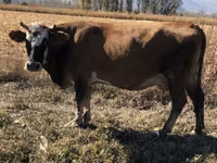 Vache, Race Alatauskaya — photo 1