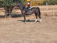 Hengst, Dutch warmblood horse — Foto 4