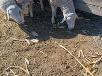 Bélier, Assaf sheep — photo 3