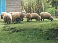 母羊, Hampshire sheep — 照片 5