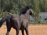 घोड़ा, Trakehner — फ़ोटो 1