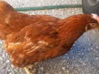 Chickens — foto 1