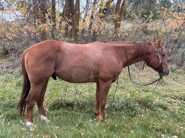 公马, Quarter Horse