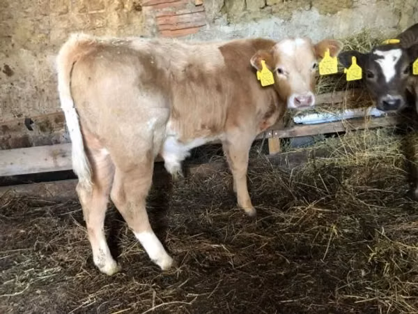 公牛, Simmental cattle