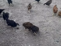 Chickens — फ़ोटो 2