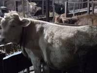 母牛, Simmental cattle — 照片 1