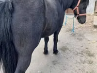 Jument, Chevaux — photo 4
