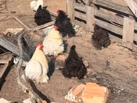 Pékin Bantam — photo 2