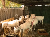 Chèvres (lot, sexe non indiqué), Pomellata goat — photo 4
