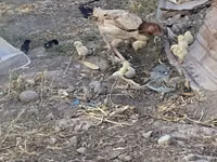 Chickens — 照片 3