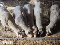 公羊, Sheep — 照片 1