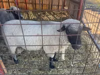 Widder, Shroshire sheep — Foto 1